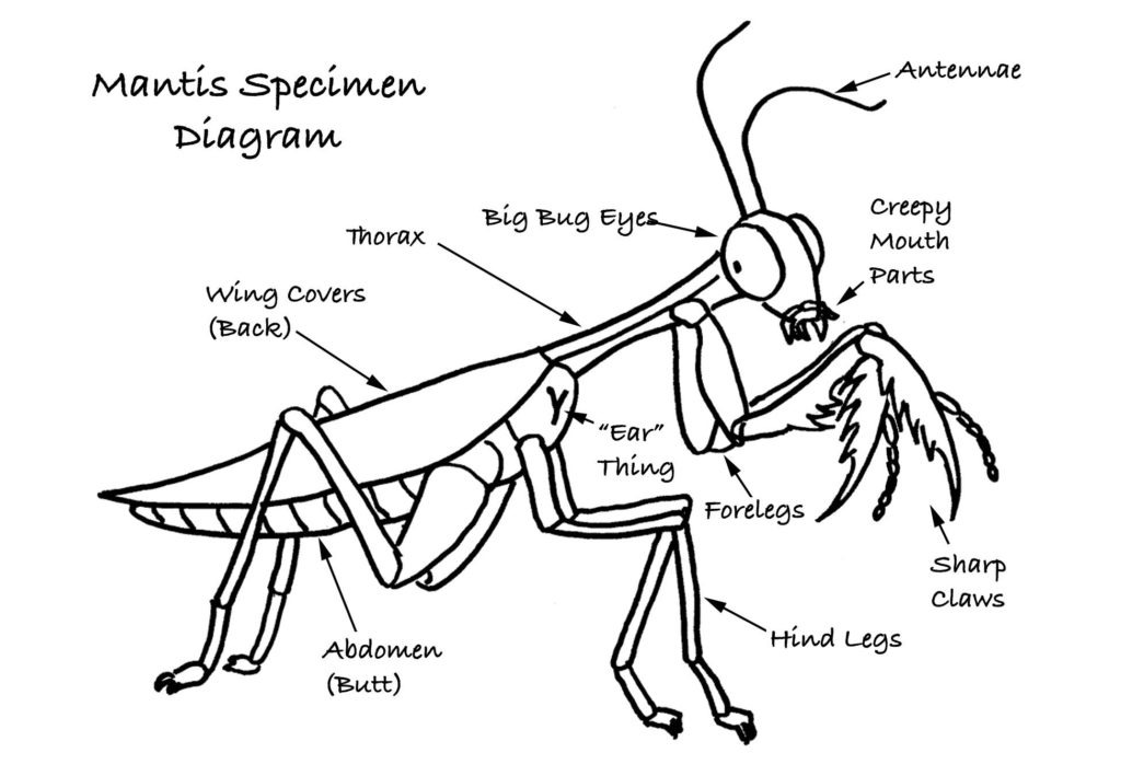 Praying Mantis Anatomy Diagram